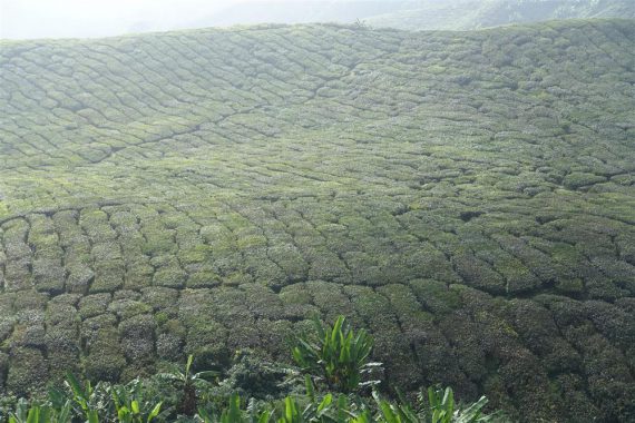 Teeplantage Cameron Highlands