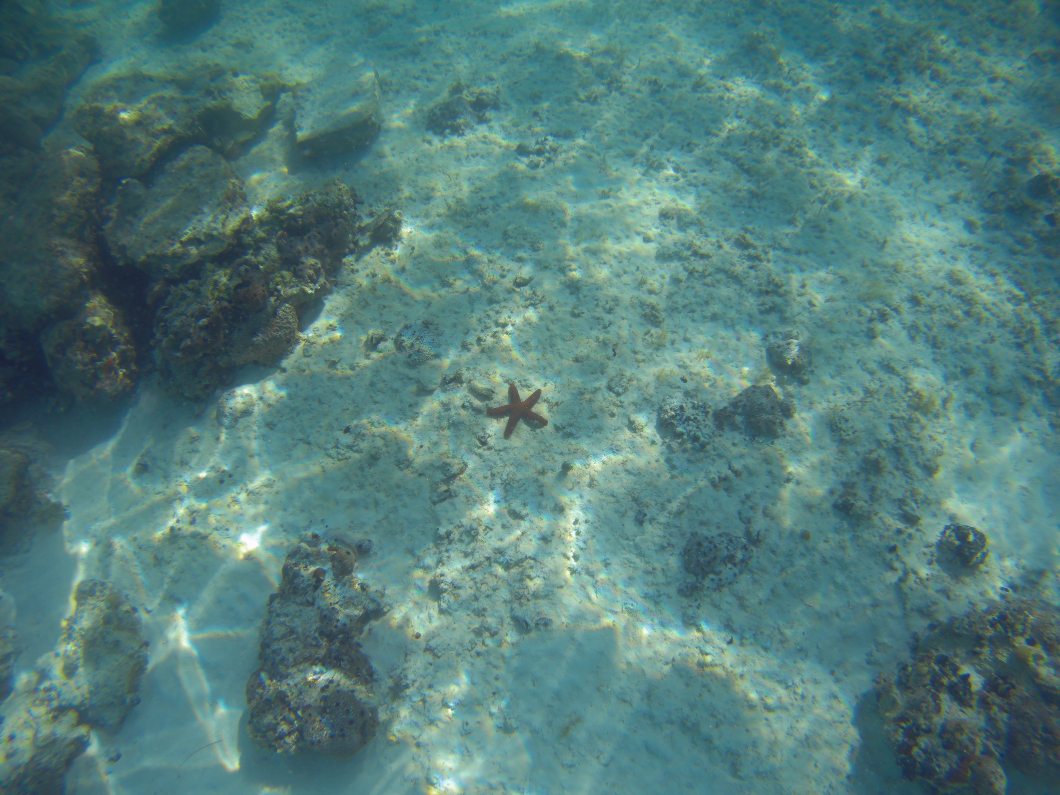 Sea Star Eleuthera