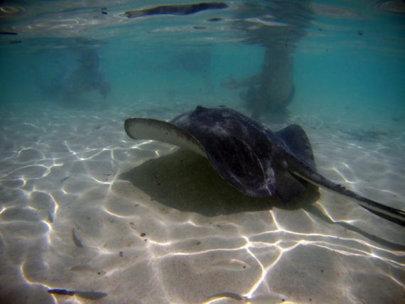 Stingray Chat'n'Chill