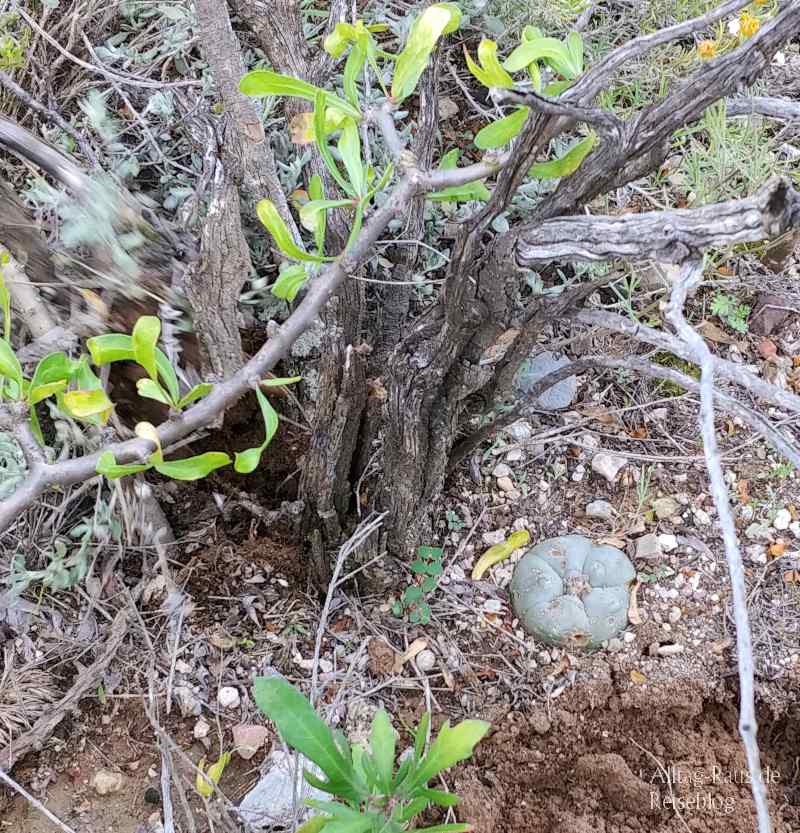 Peyote