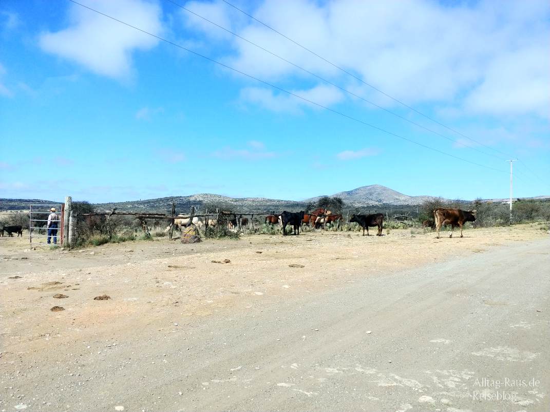La hoya honda