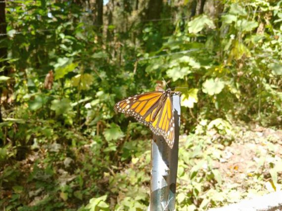 Mariposa Monarca