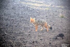 Cotopaxi Andenfuchs