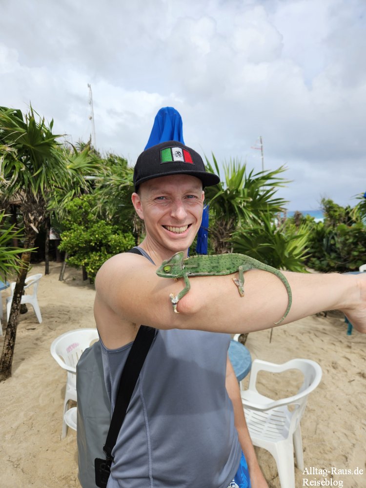 Chamäleon auf Cozumel