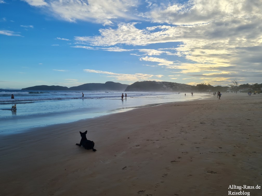 Brasilien Hund am Strand